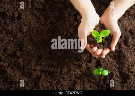 Man's hands holding soil with a small plant seedling on fertile soil background, top view, copy space. Man gardener plants seedlings in the ground. Co Stock Photo
