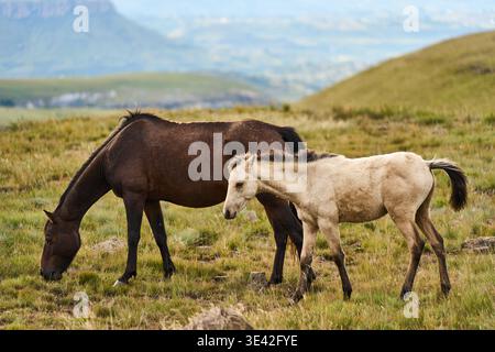 Quiet rural scene with untamed horses near distant valley Stock Photo