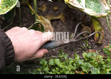 Gardening with a fork, male hands. Stock Photo