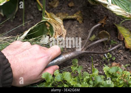 Gardening with a fork, male hands. Stock Photo