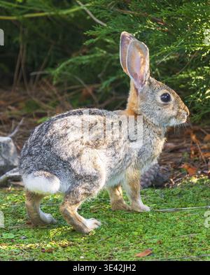 Wild rabbit standing on grass in natural habitat with soft background and alert posture. Stock Photo