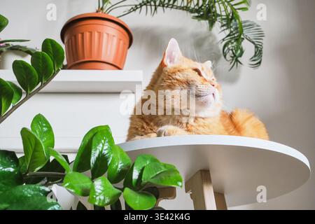 Content ginger cat lying on white table surrounded by green house plants Stock Photo