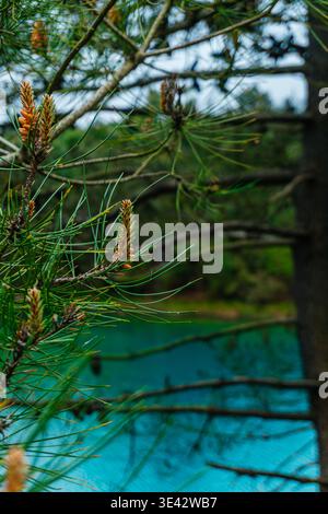 Closeup Pine Branch Over Turquoise Lake, Morning Dew On Needles, Small Developing Cones, Soft Forest Stock Photo