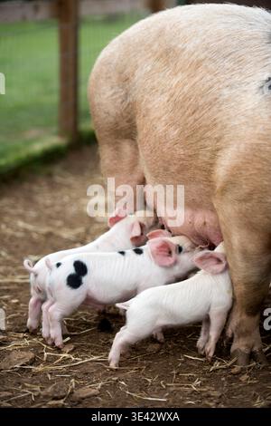 Gloucester Old Spot piglets feeding. Stock Photo