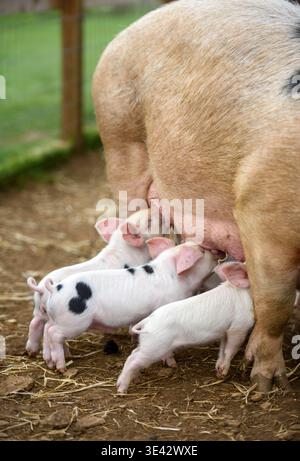 Gloucester Old Spot sow and piglets. Stock Photo
