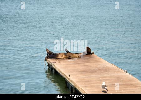 Relaxing Seals On Weathered Wooden Dock. Serene Seals Basking Near Coastline Under Warm Sunlight Stock Photo