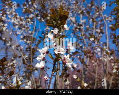 Close-up of delicate white and pale pink flowers of a Purple-leaf Plum tree blooming in spring. Beautiful floral scene with dark maroon foliage. Stock Photo