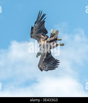 White-tailed eagle Haliaeetus albicilla diving Ulva Isle of Mull Scotland Stock Photo