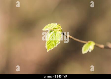 Leaves of Hazel (Corylus avellana) on a twig at Box Hill, Surrey Stock Photo