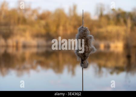Delicate cattail seeds ready to disperse, framed against a deeply blurred, mirror-like pond surface reflecting a forest. Stock Photo
