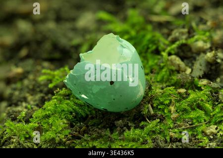 Broken blue bird eggshell on green moss. Concept of new life and birth in nature. Stock Photo