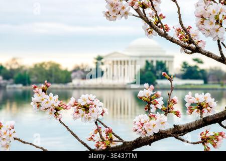 Jefferson Memorial Tidal Basin Yoshino Cherry Blossoms Washington DC United States | WASHINGTON DC — Rain-speckled Yoshino cherry branches showing open white blossoms and pink buds frame the water, Monday, Mar. 23, 2026. The iconic Jefferson Memorial is visible in the background, reflected in the calm surface of the Tidal Basin. This annual display of cherry blossoms draws visitors from around the world to the nation's capital. The delicate flowers mark the arrival of spring in Washington, D.C. Stock Photo