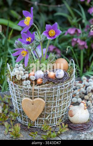 purple pasqueflower  (pulsatilla vulgaris) in a basket with hey decorated with eggs, onion set and willow catkins Stock Photo