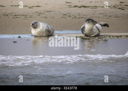 Two adorable seals are lounging peacefully on the warm sandy beach, close to the gentle rolling ocean waves Stock Photo