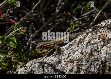 Common Side-blotched Lizard, Uta stansburiana, along Borrego Palm Canyon Trail in Anza-Borrego Desert State Park, California, USA Stock Photo
