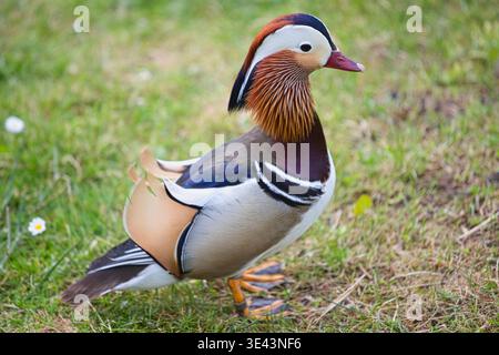 Male Mandarin Duck Standing in a Field Stock Photo