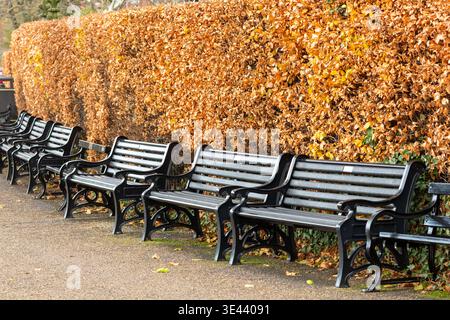 A row of empty park benches in front of a beech hedge covered in brown leaves Stock Photo