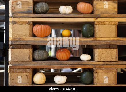 Decorative pumpkins arranged on wooden shelves for autumn harvest display Stock Photo