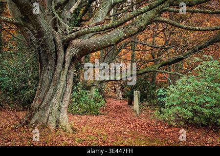 Woodland path covered in autumn leaves creating a natural leading line through trees. Ideal for journey, travel, and seasonal concepts Stock Photo