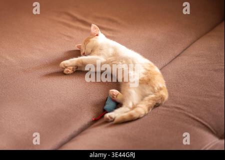 Cute little orange and white kitten sleeping peacefully on a brown sofa with a small blue toy mouse Stock Photo