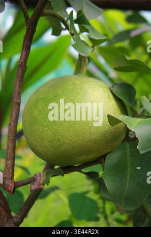 Madiun, East Java, Indonesia – February 22, 2026 – Fresh pomelo fruit (Citrus maxima) growing naturally in a tropical environment. Stock Photo