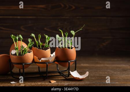 Holder with egg shells and seedlings on wooden background Stock Photo