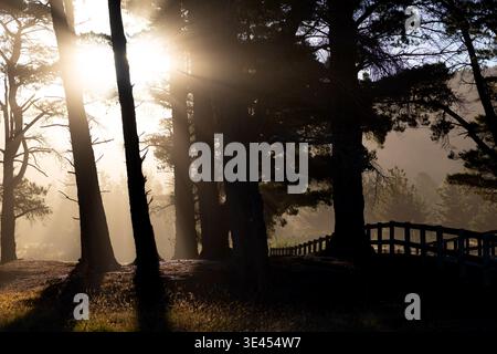 Sunlight filtering through pine trees in coastal woodland at Rarangi, Marlborough, South Island, New Zealand Stock Photo