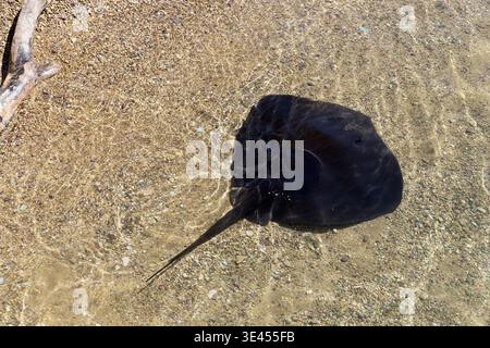 Stingray in shallow clear water over pebbles at French Pass, Marlborough, South Island, New Zealand Stock Photo