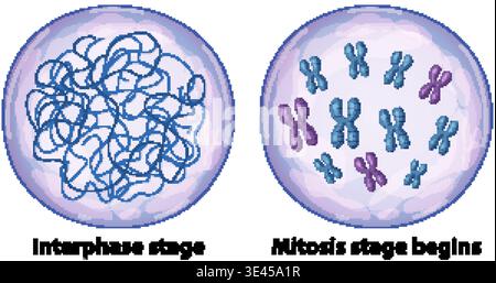 Scientific vector illustration comparing chromatin in interphase with condensed chromosomes during early mitosis stages Stock Vector
