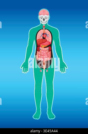 Colorful flat vector illustration of human anatomy with internal organs, brain, and gradient background Stock Vector