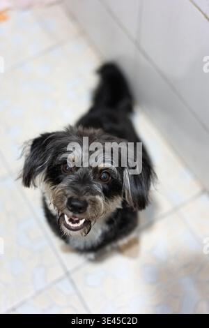 Black and Gray Terrier Dog Smiling on Tile Floor in Indoor Home Setting, Shanghai, China Stock Photo