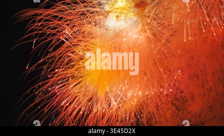 Colorful fireworks exploding in the night sky, creating a spectacular display Stock Photo