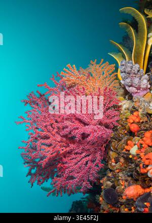 A close-up of some multi-colored sea fans, sponges, and other corals on a vibrant cold water reef, creating a colorful scene Stock Photo