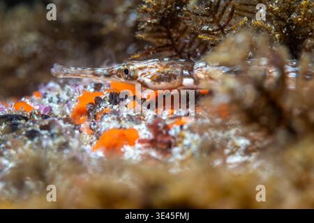 A macro photo of a Longsnout pipefish (Syngnathus temminckii) on the reef, close-up of its head, showing how well it camouflages Stock Photo