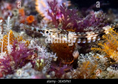 A macro photo of a Longsnout pipefish (Syngnathus temminckii) on the reef, close-up of its head Stock Photo