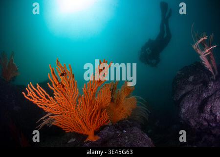 A single large bright orange Sinuous sea fan (Eunicella tricoronata) with the silhouette of a scuba diver and sunlight in the background on the rocky, Stock Photo