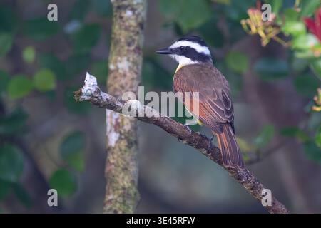 Great Kiskadee (Pitangus sulphuratus) perched on a branch, Costa Rica Stock Photo