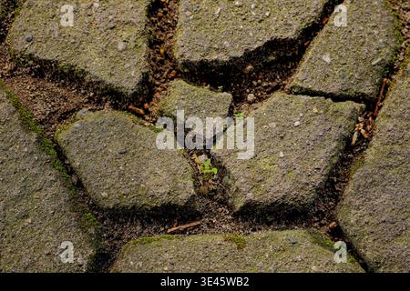 Cracked pavement reveals green shoots growing in the gaps between weathered concrete blocks Stock Photo