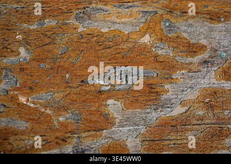 Texture of weathered wood with peeling orange paint showing aged surface Stock Photo