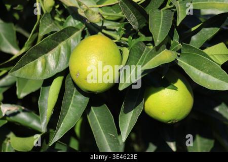 yellowing oranges on tree in september Stock Photo