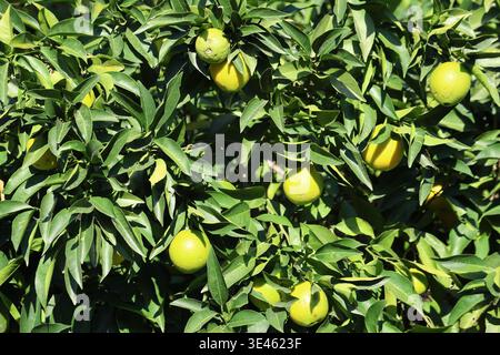 yellowing oranges on tree in september Stock Photo