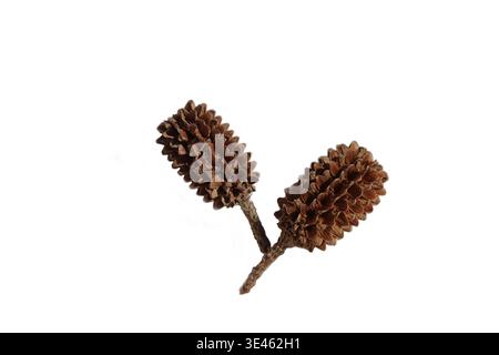seed cones of river oak (Casuarina cunninghamiana) tree isolated on white Stock Photo