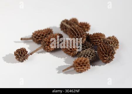 seed cones of river oak (Casuarina cunninghamiana) tree isolated on white Stock Photo