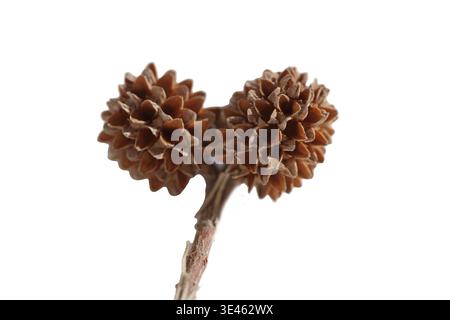seed cones of river oak (Casuarina cunninghamiana) tree isolated on white Stock Photo