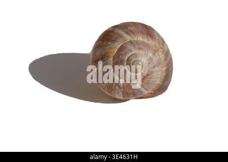 snail isolated on white background Stock Photo