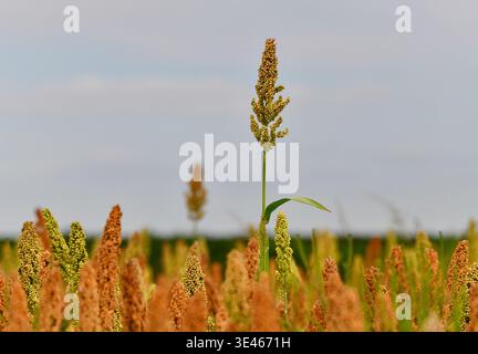 Close up view of Sorghum cultivation. Austria, Europe Stock Photo