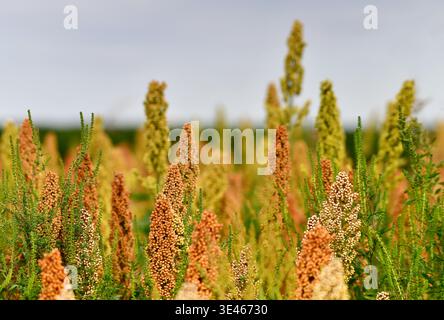 Close up view of Sorghum cultivation. Austria, Europe Stock Photo