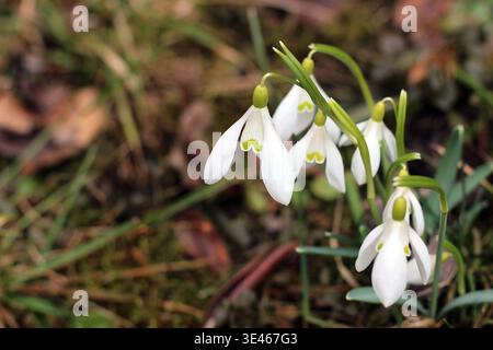 Blooming snowdrop flower Stock Photo
