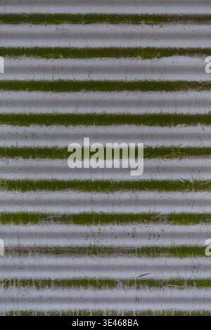 Close up of white corrugated metal sheet with green moss growth and dirt stains. Stock Photo