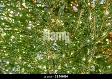 Close-up of green Christmas tree branches with glowing fairy lights background. Stock Photo